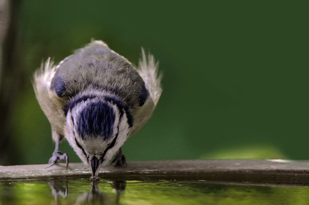 bird drinking water