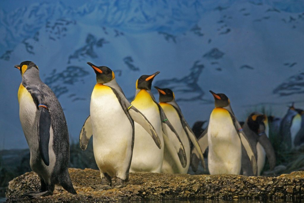 penguins are social animals