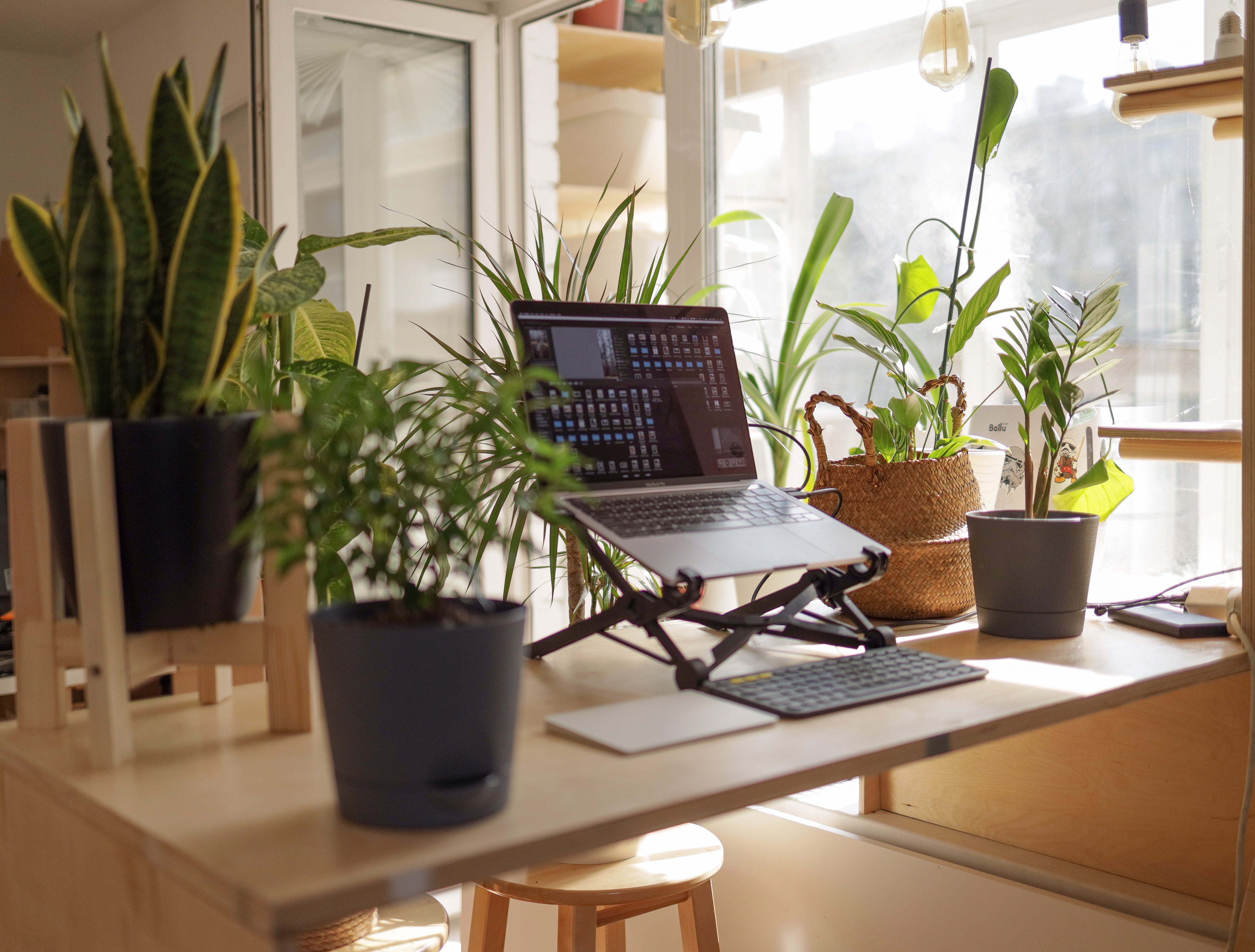 Remote workers workspace with plants and natural light